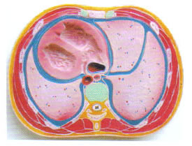 胸腔横断模型