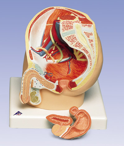 2部分男性骨盆模型